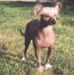 Bay's Bushyfur Apashi