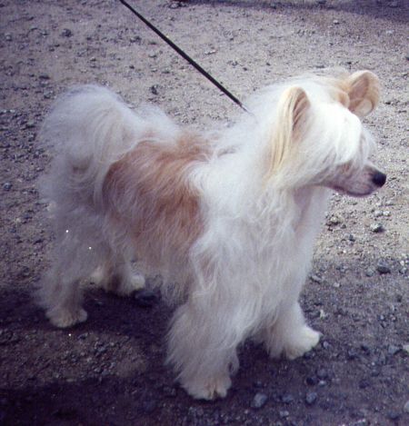 Bay's Bushyfur Cherokee