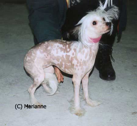 Bay's Bushyfur Chimarikko