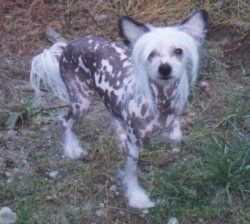 Bay's Bushyfur Chippewyan