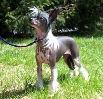 Bayshore Ain't Too Proud To Beg