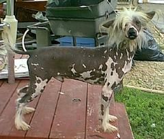 Beccarae's Cool Boy Nash