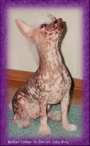 Bedlam Father To Son