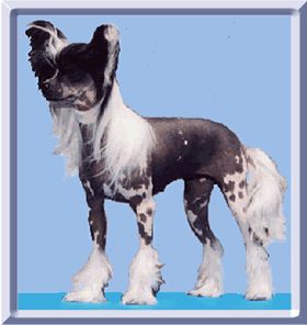 Beijai Pokadots 'N Moonbeams