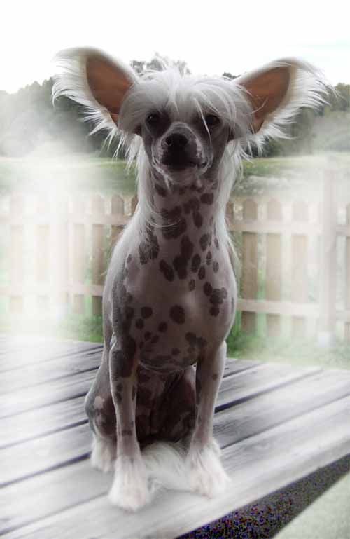 Bellatrix Luckycharm Bellatrixmoon