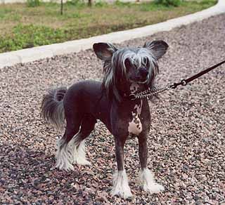 Belsebubs First Lord Fiscus