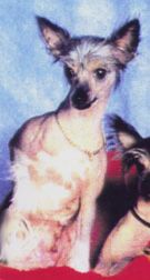 Beltane Bare Leahdog HL