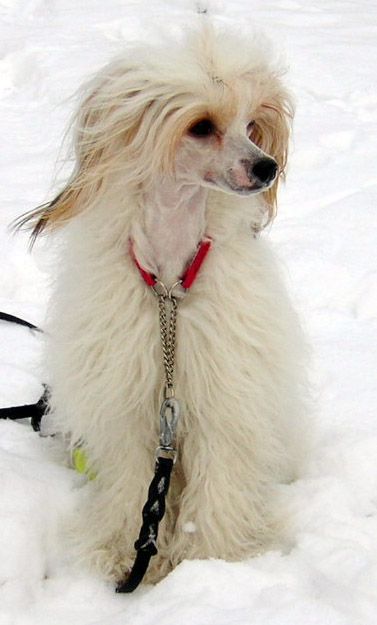 Biarbo's Amina Of Sanzibel