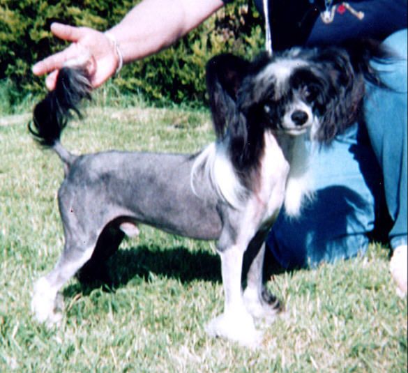 Blandora Bachelor Boy