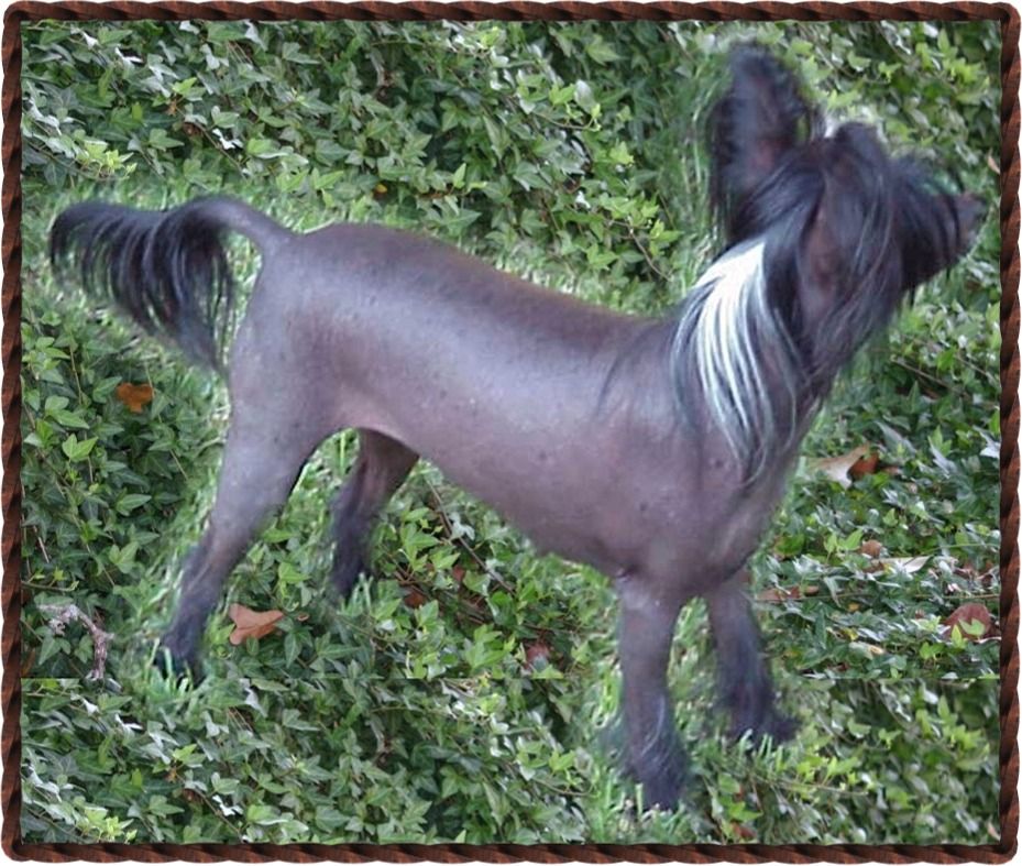 Blandora Brilliant Star