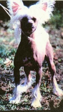 Blandora El Pelons Flynn