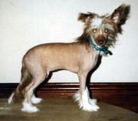 Blandora Gold Blend For Jokima