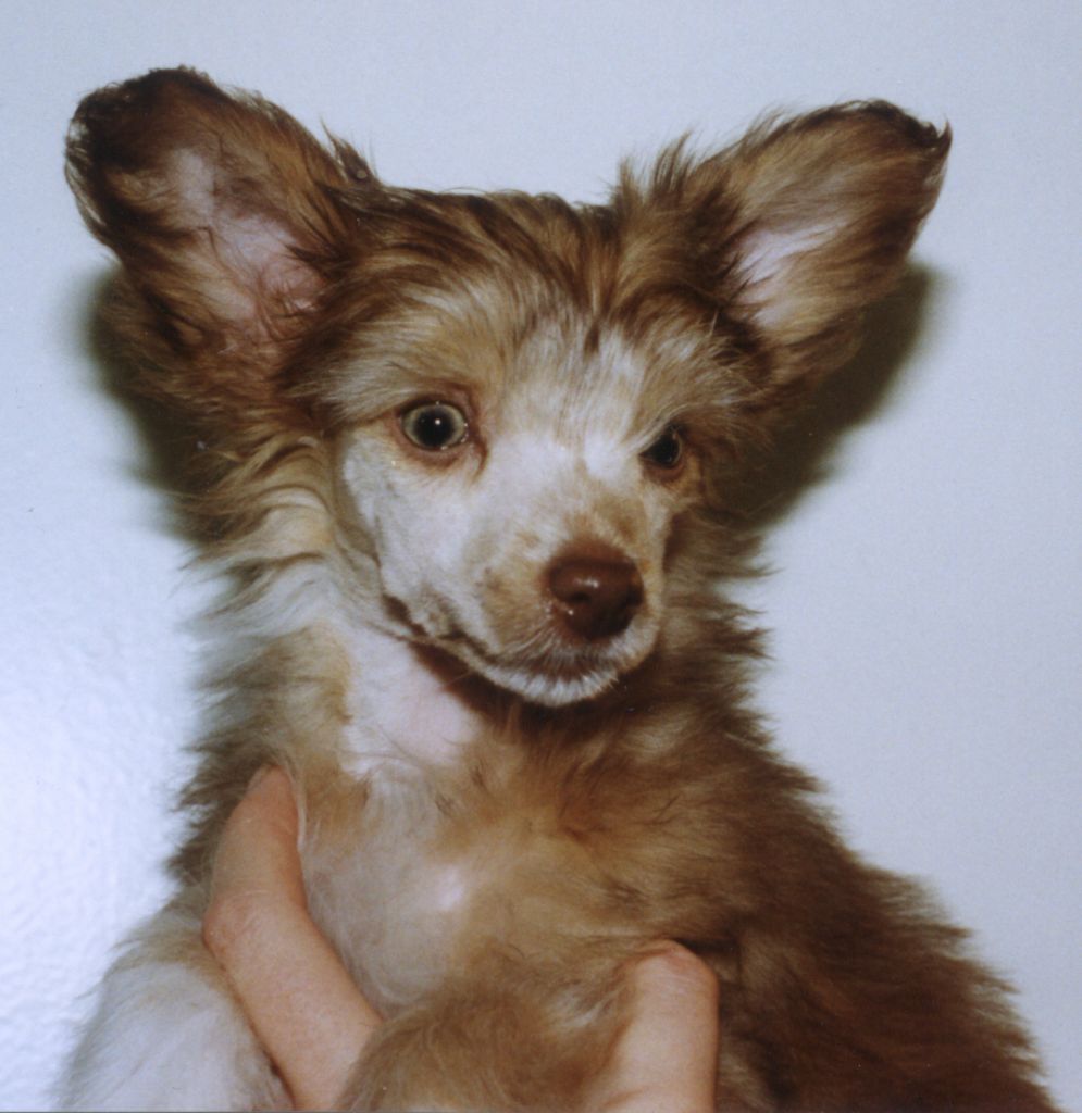 Blue Crest's Billy The Kid