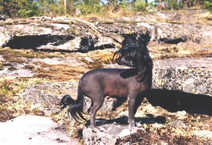 Blue Crest's Blackpanther