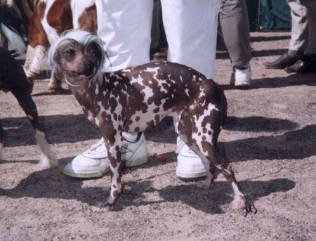 Blue Crest's Flaming Flamingo