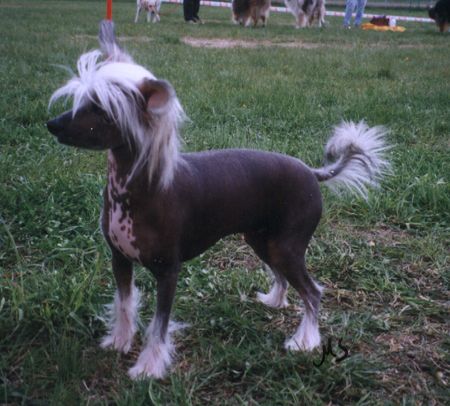 Blue Crest's Genesis