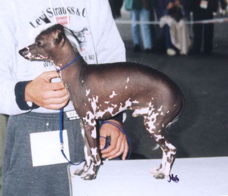 Blue Crest's Hoccus Poccus