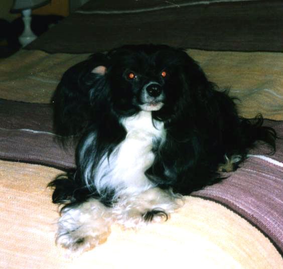 Blue Crest's Lady Leonna