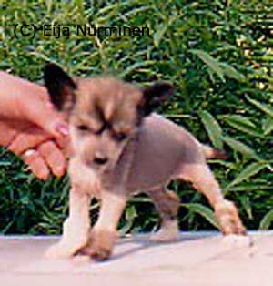 Bonzer's A Little Miracle