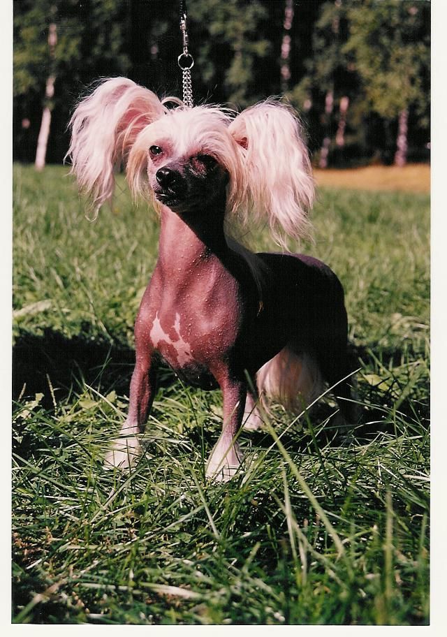 Bozo Gang's Once Upon A Time