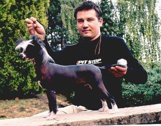 Brenthill Gavany's Bohemia