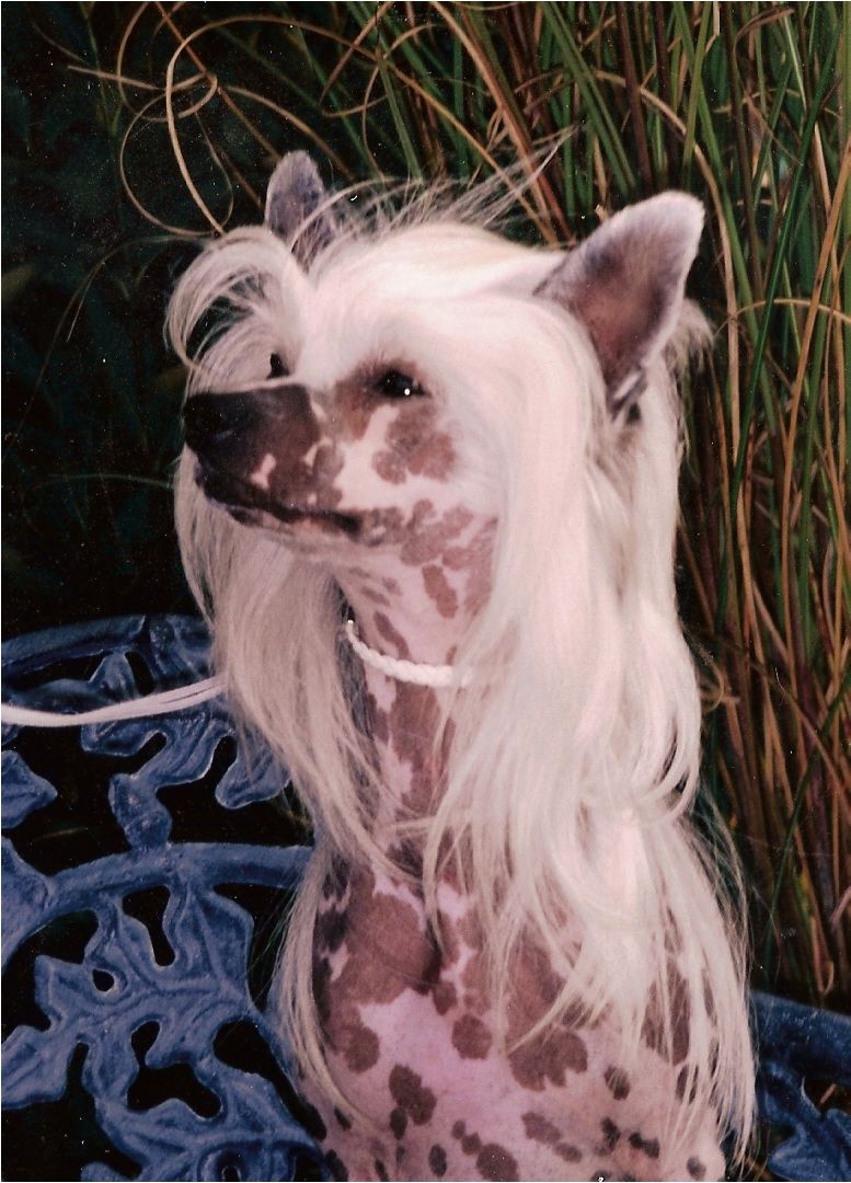 Caravel's Hairy Houdini