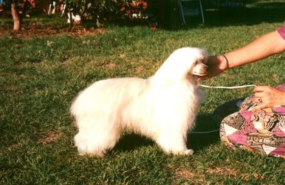 Carragheen Hot Attitude