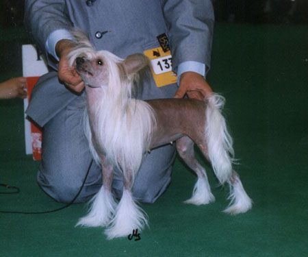 CCrest Cara De Angel