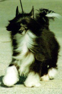 Chargi's Corporate Raider PP