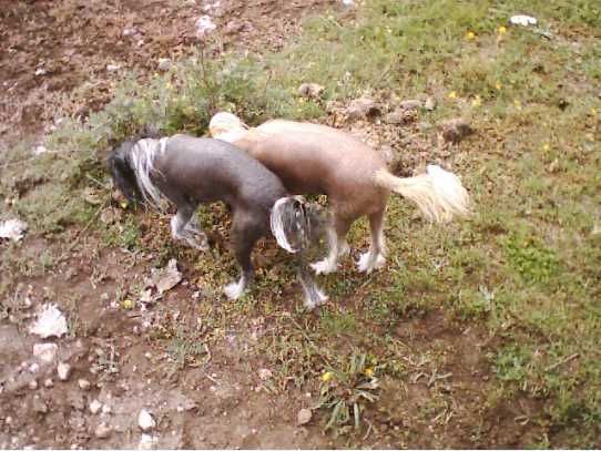 China Aster's Jitterbug Star