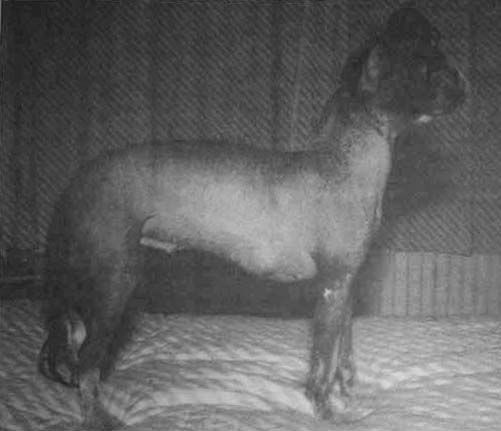 China-Crest's Spring Rose Of Sweden