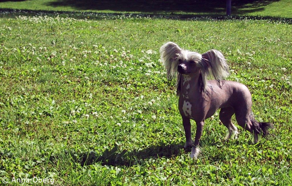 Chinese Pearl Beauty Natasja