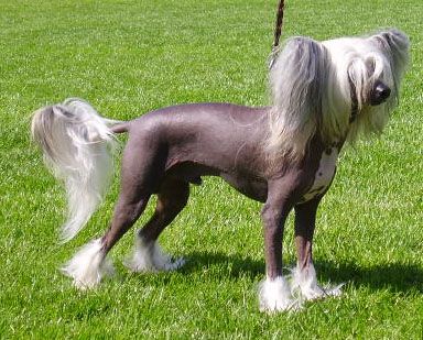 Chinese Pearl Sparkle Exelsior