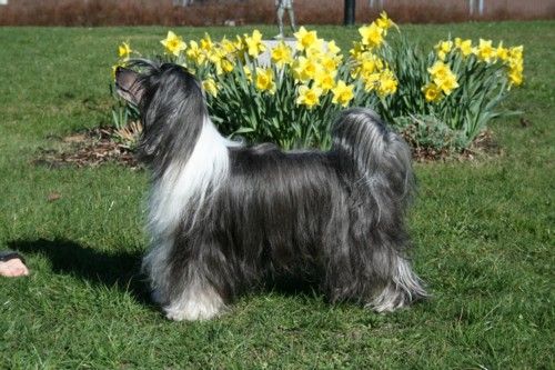 Chinetta's Cacharel Nemo