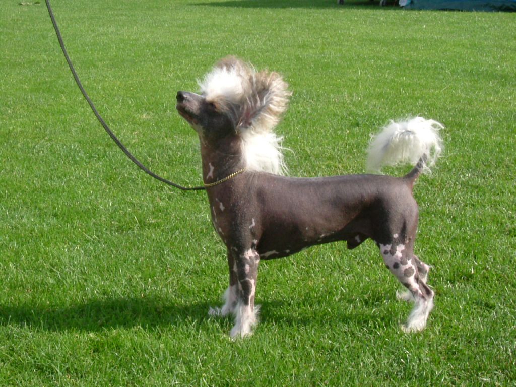 Chinetta's Can Take A Chans