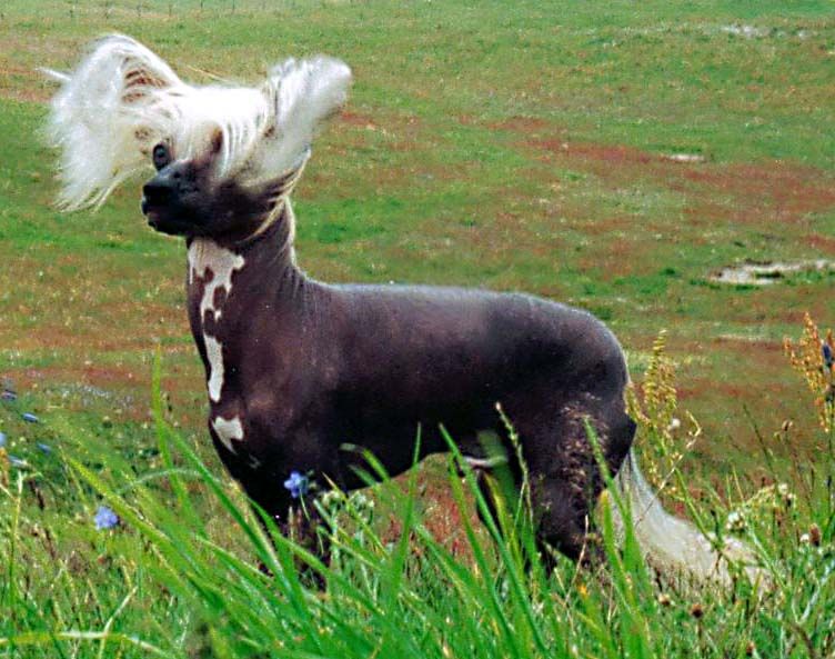 Chinetta's Copernicus