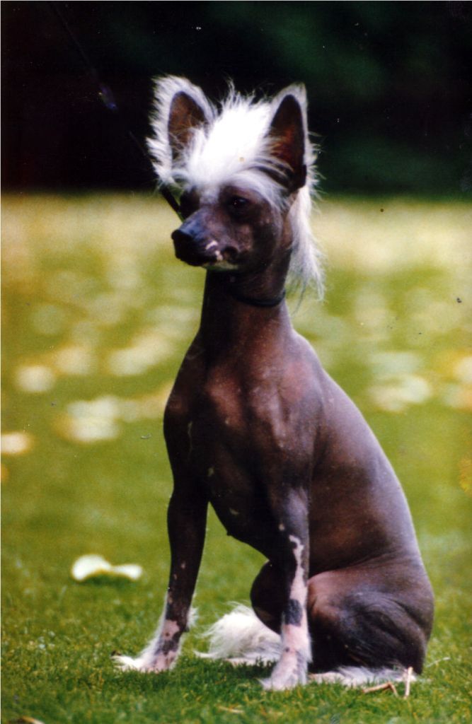 Christ-Ings Miss Dainty Hin Jo