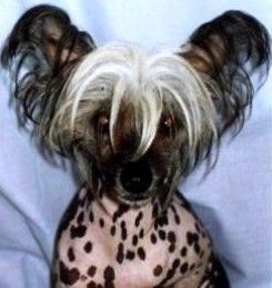 Clogheen Nashwan Races At Yorcrechi