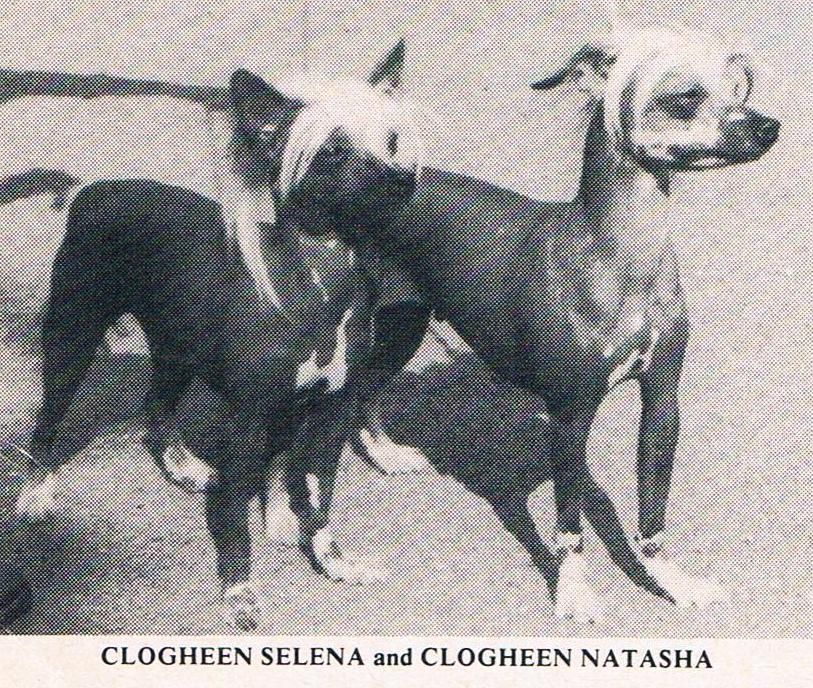 Clogheen Natasha