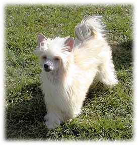 Crestars Just So Snazee