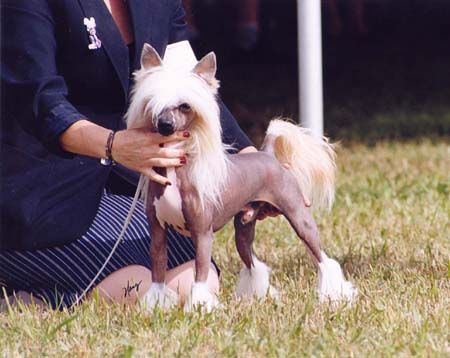 Crestars Legendary Bruizer