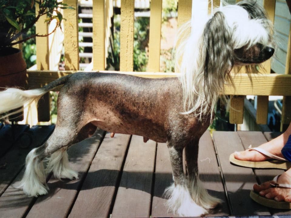 Crestmere Lulu Likkalot