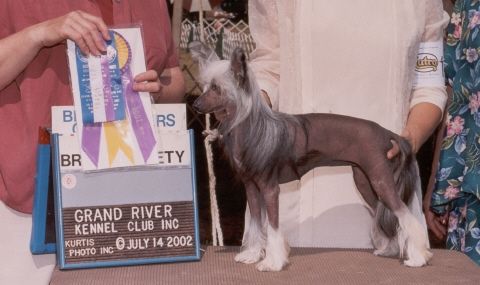 Crest-Vue's Pledge Of Allegiance