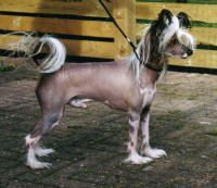 Cronhammar's Babblemouth