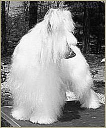 Darshire Diamond Rio