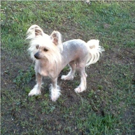 Di Gabriellas Nikita