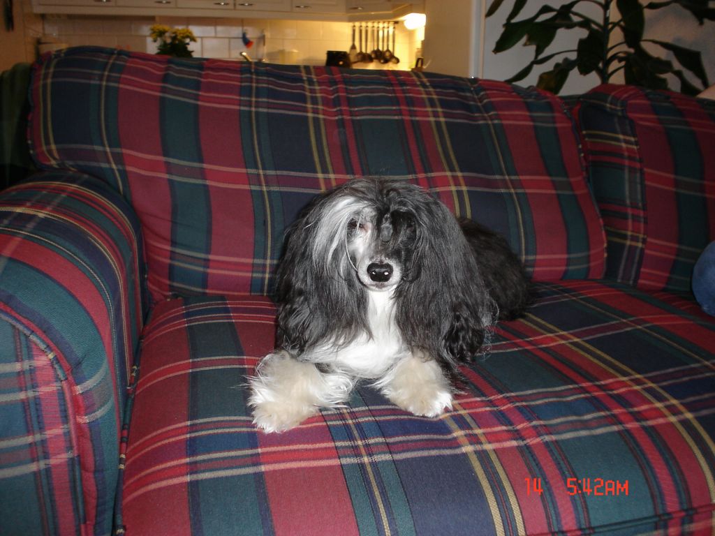 Dominodanci Astdanci Aster