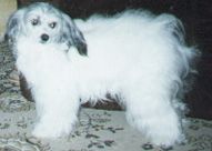 Dosangeles Powdernpaint