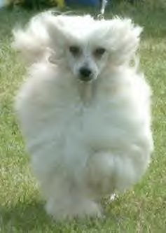 Doucai Lord Of The Manor To Philelen