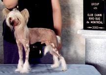 Dreamweaver Wandering Bard